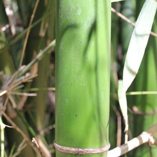 Bambusa vulgaris বাকল