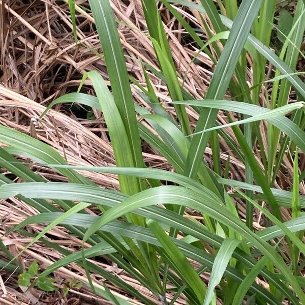 Miscanthus × longiberbis Yaprak