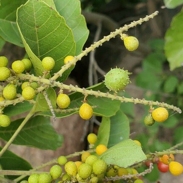 Allophylus africanus Fruit