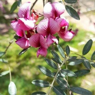 Virgilia oroboides Flower