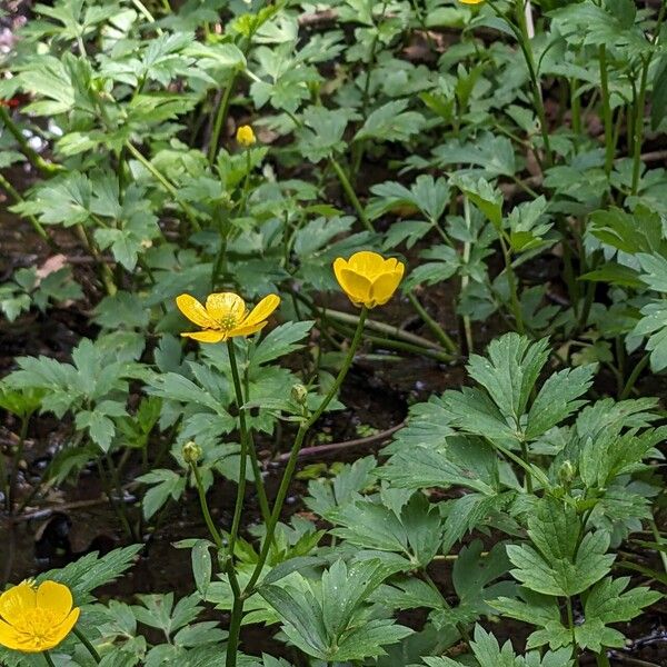 Ranunculus repens Květ