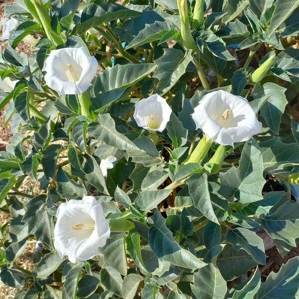 Datura inoxia ফুল