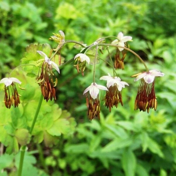 Thalictrum occidentale 花