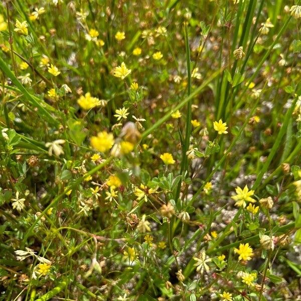 Trifolium micranthum Fleur