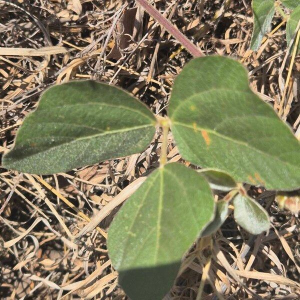 Rhynchosia sublobata Leaf