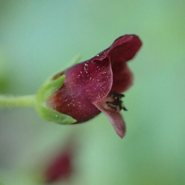 Scrophularia peregrina Cvet