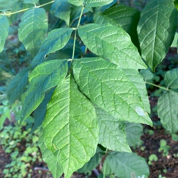 Fraxinus americana Лист