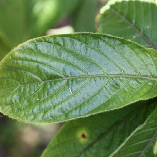 Aphelandra sinclairiana Lehti