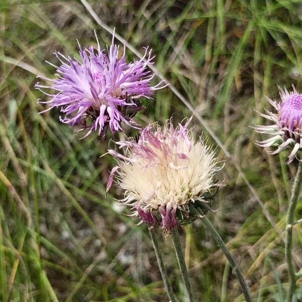 Jurinea cyanoides Kwiat