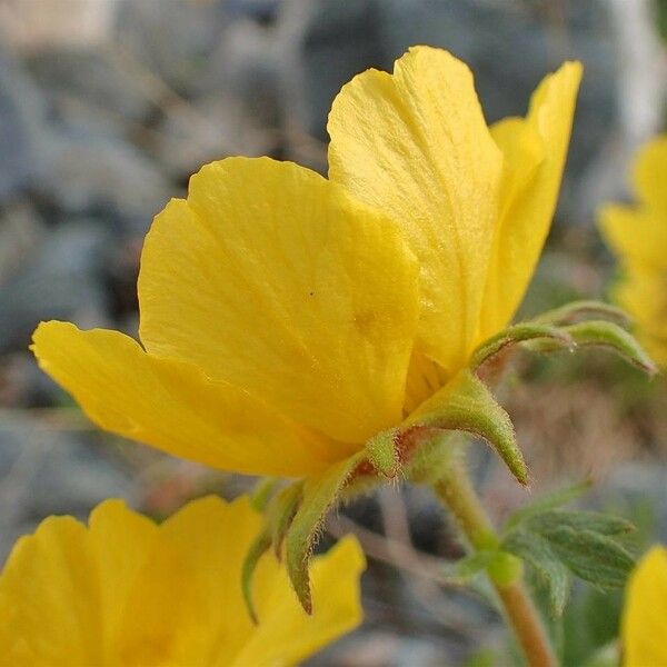 Geum reptans Flor