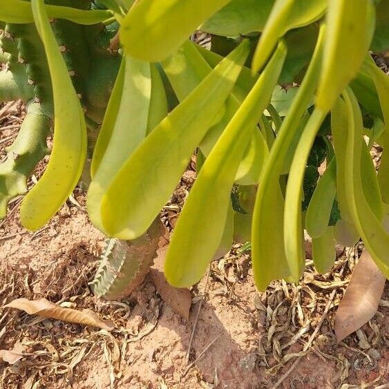 Euphorbia neriifolia 葉