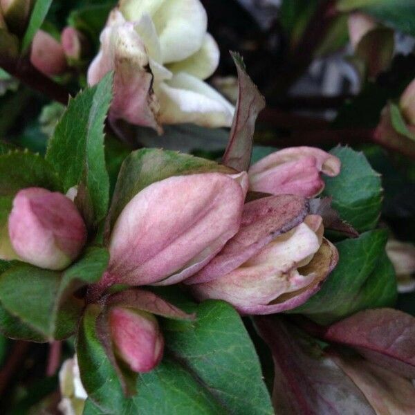 Helleborus orientalis Кветка