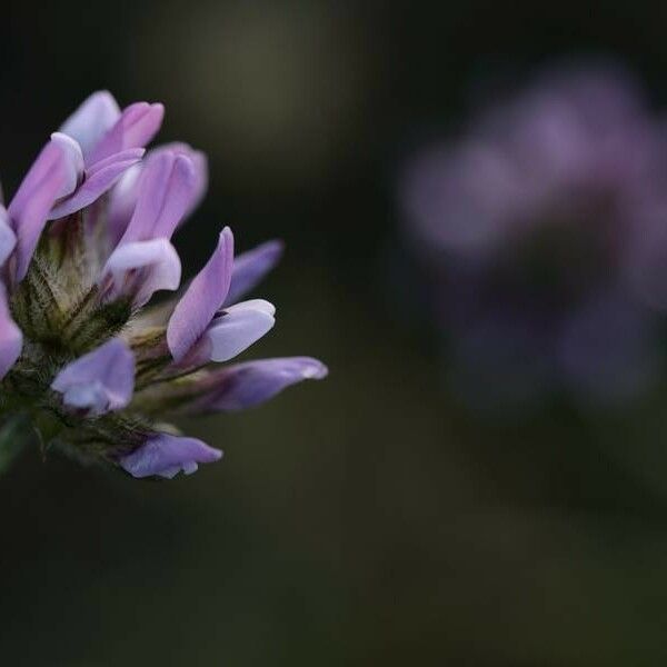 Bituminaria bituminosa Flor