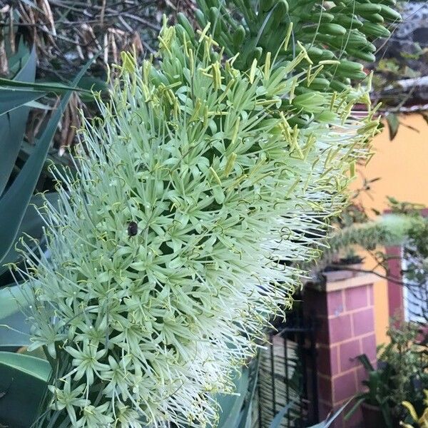 Agave attenuata ফুল