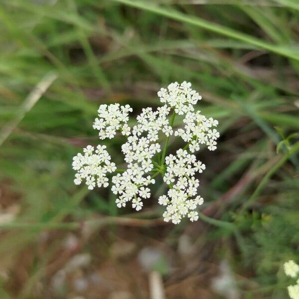 Seseli annuum Blomma