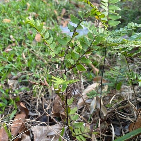 Hemionitis viridis Blatt