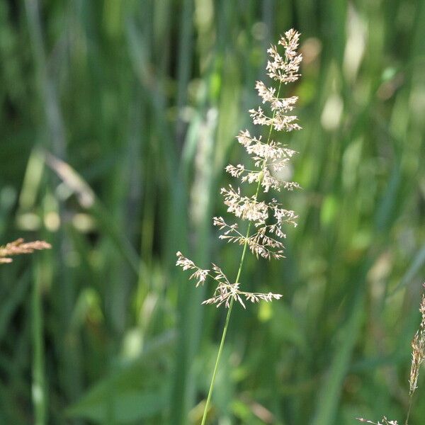 Agrostis gigantea 花