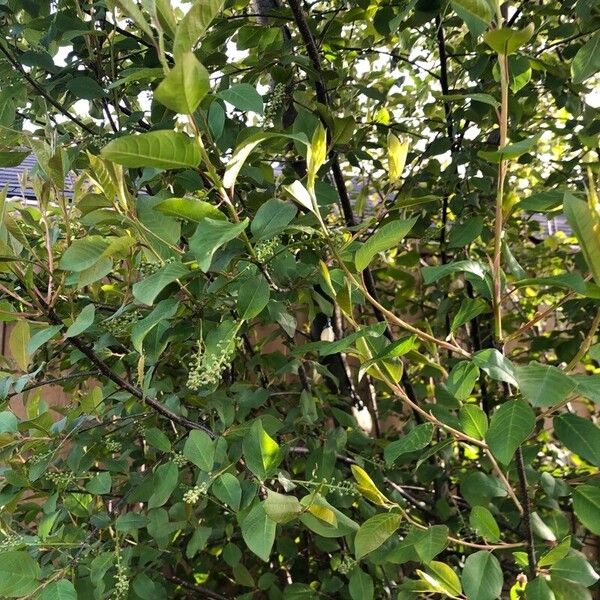 Prunus virginiana Φύλλο