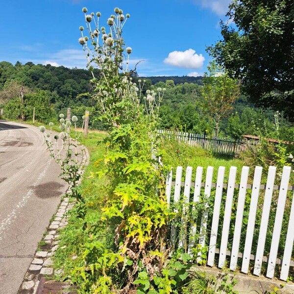 Echinops sphaerocephalus Habit