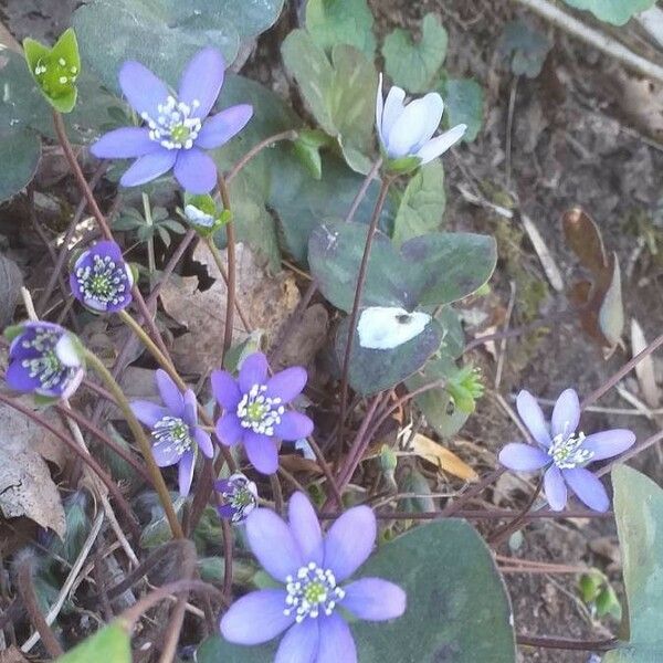 Hepatica nobilis Bloem