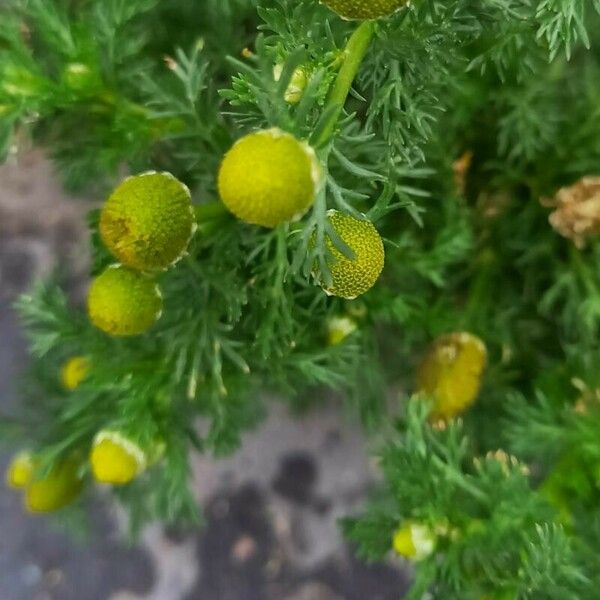 Matricaria discoidea Blüte