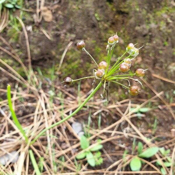 Allium canariense Fruit