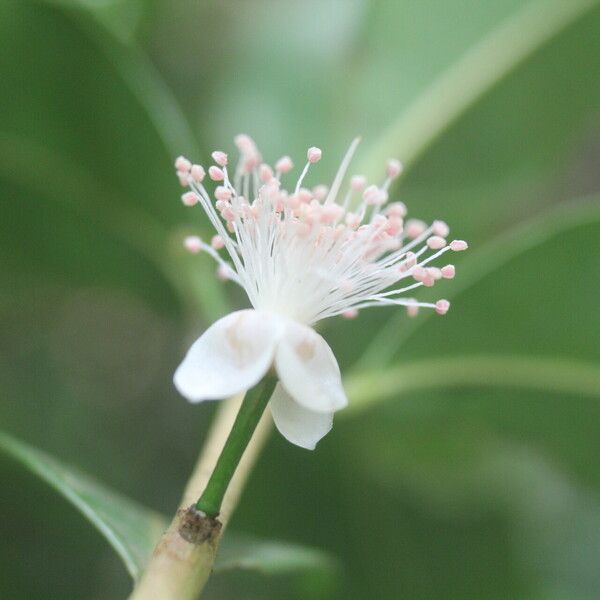 Eugenia stictopetala Fruchs