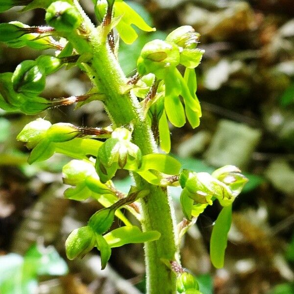 Neottia ovata Flower