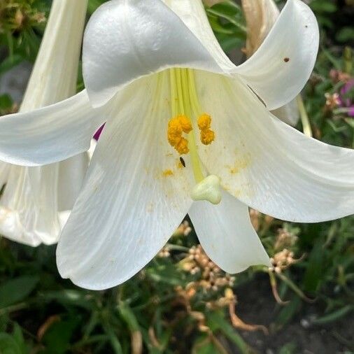 Observación: Lilium candidum L. (ben vc 9 de jul. de 2021) Estados Unidos -  Pl@ntNet identify