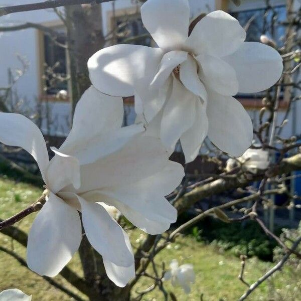 Magnolia stellata Kwiat