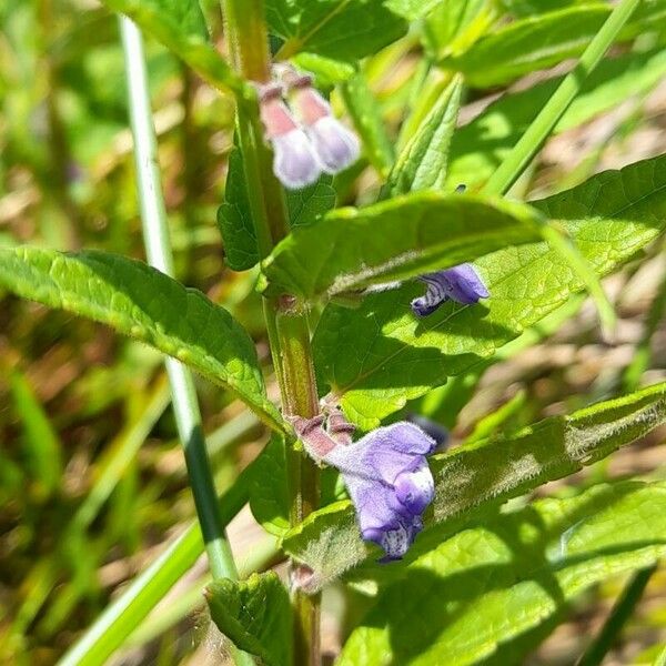 Scutellaria galericulata Kukka