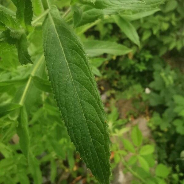 Epilobium hirsutum List