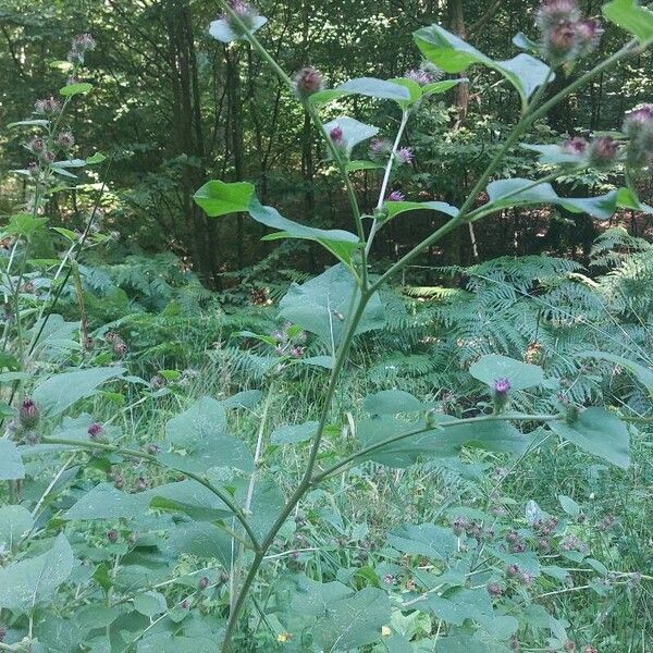 Arctium minus 葉