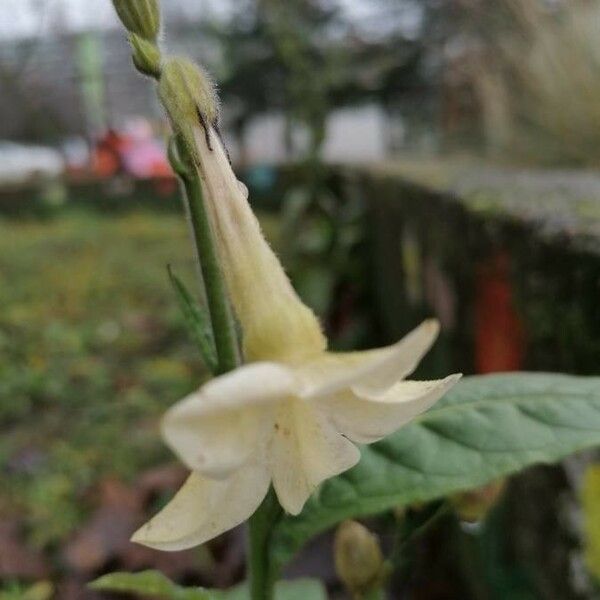 Nicotiana alata Flor