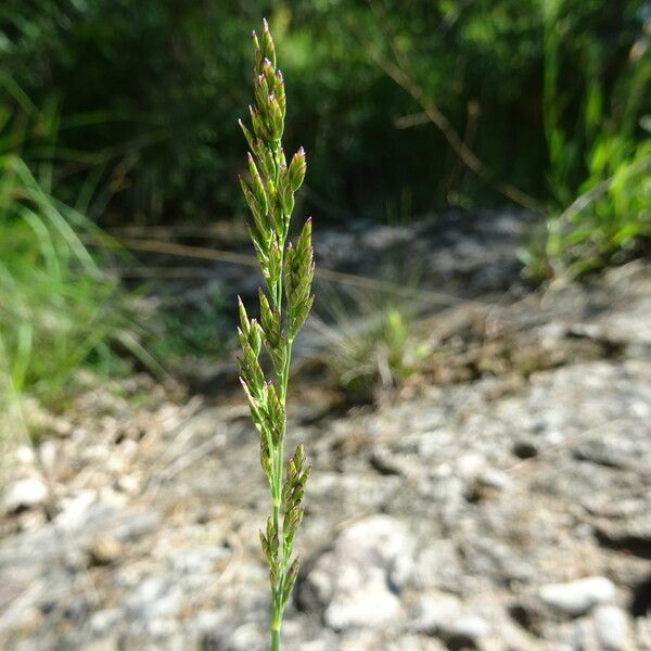 Poa compressa Flor