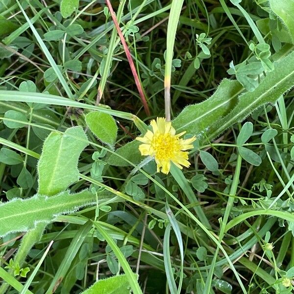 Leontodon hispidus Frunză