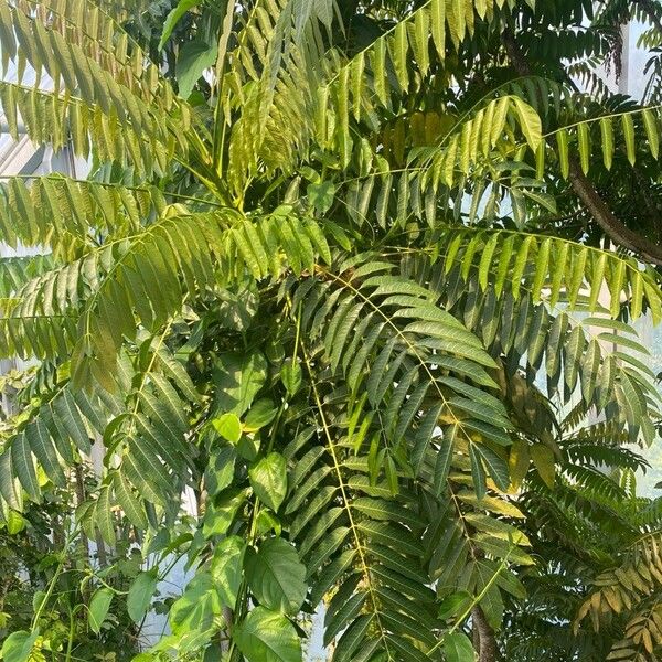 Imagem de referência para identificação da planta Cedro-vermelho