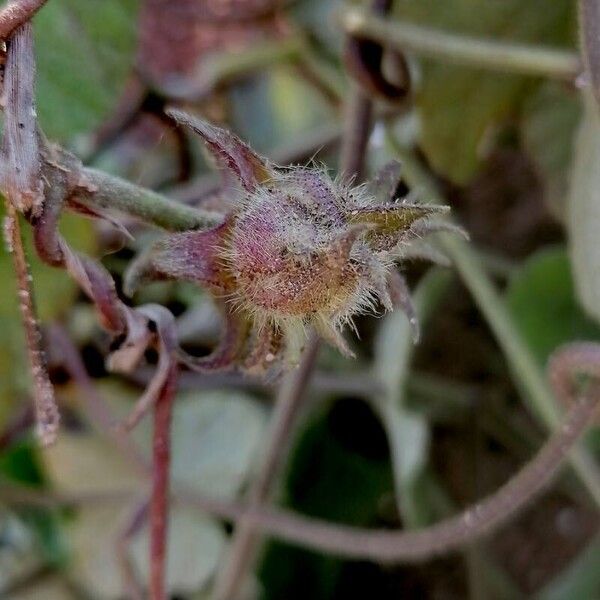 Ipomoea indica फूल