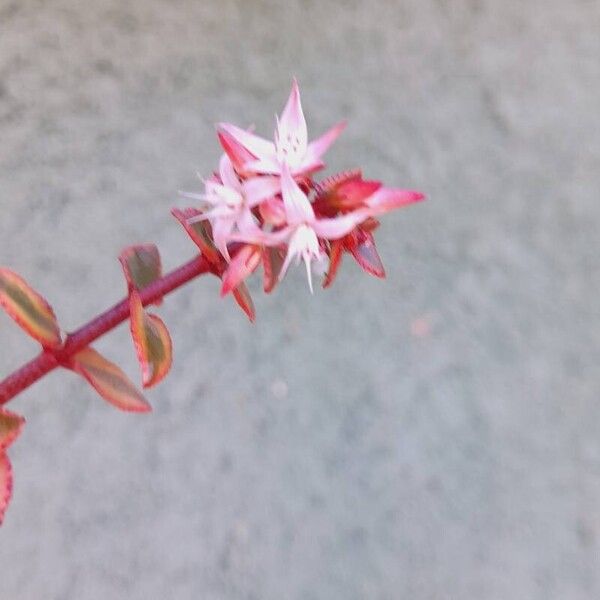 Crassula multicava Flor