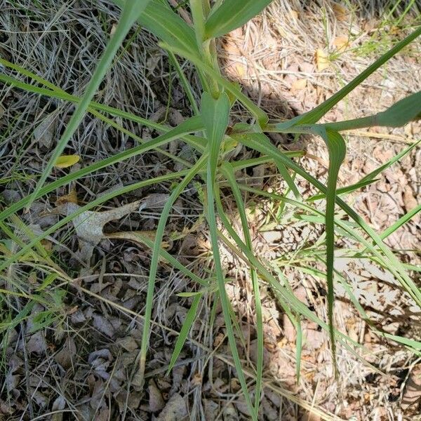 Tragopogon dubius Blatt