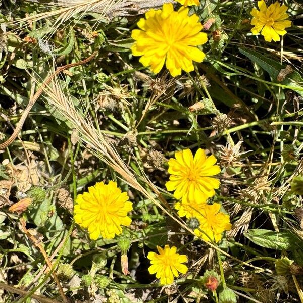 Launaea nudicaulis Fiore