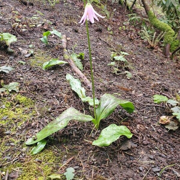 Erythronium revolutum Цветок