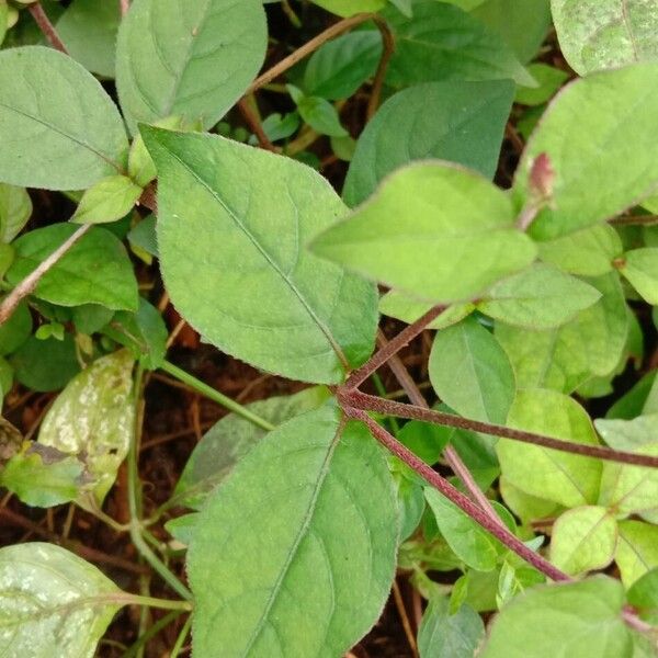 Cyathula prostrata Leaf