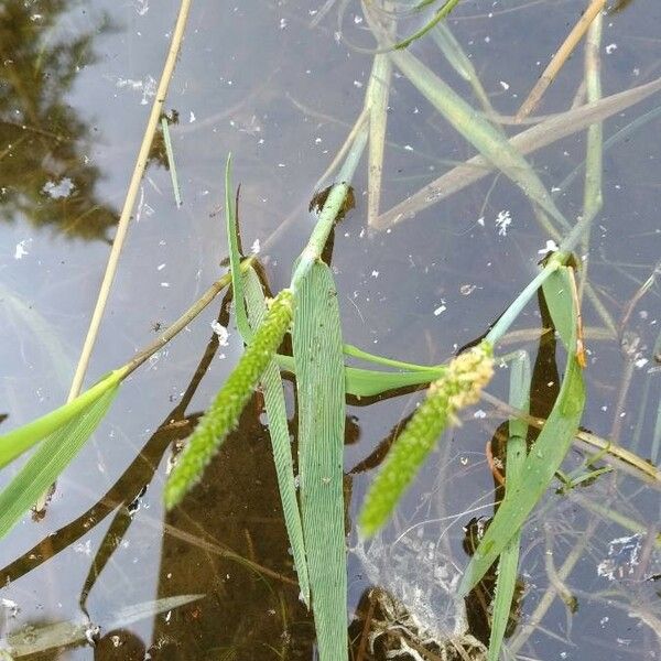 Alopecurus geniculatus 葉