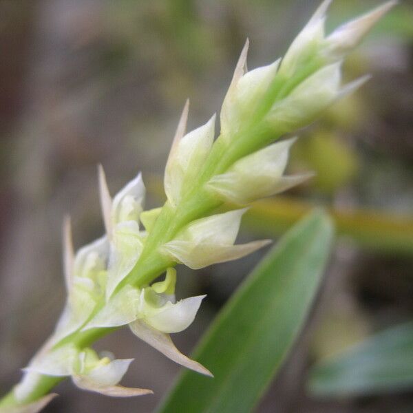 Bulbophyllum bifarium Blomma