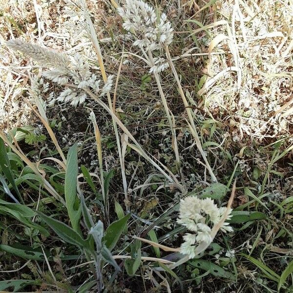 Holcus lanatus Habit