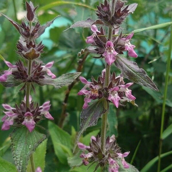 Stachys alpina Flower