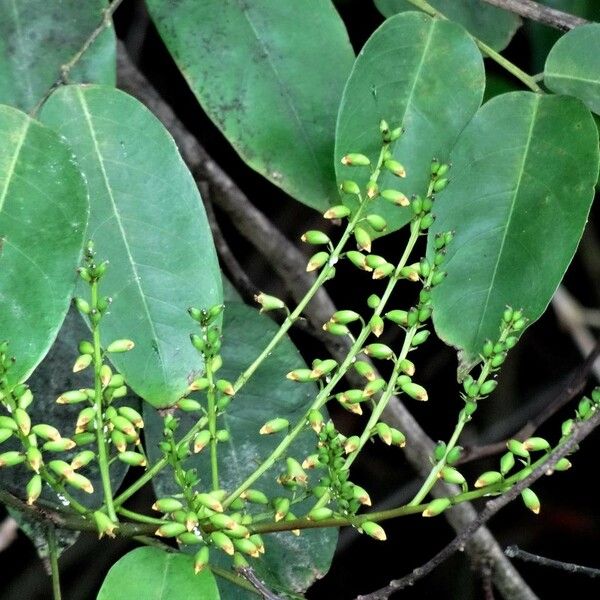 Pterocarpus officinalis Frutto