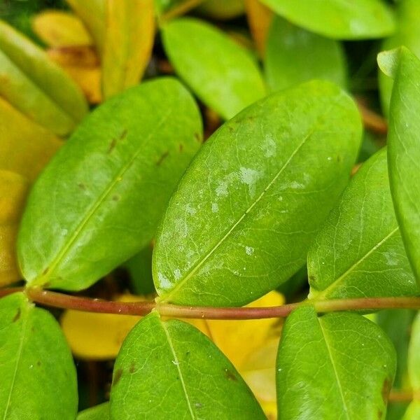 Hypericum calycinum Yaprak