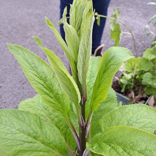 Digitalis thapsi Leaf